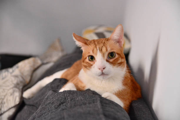 istock Lovely cat on the couch with her humans 1427214990