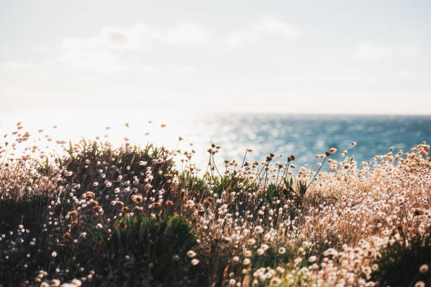 Wild flowers at beach Wild Australian flower in beach sand dune with ocean and sky in the back ground australian wildflower stock pictures, royalty-free photos & images