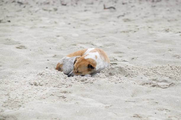 istock Relaxing Day at the Beach 1427216793