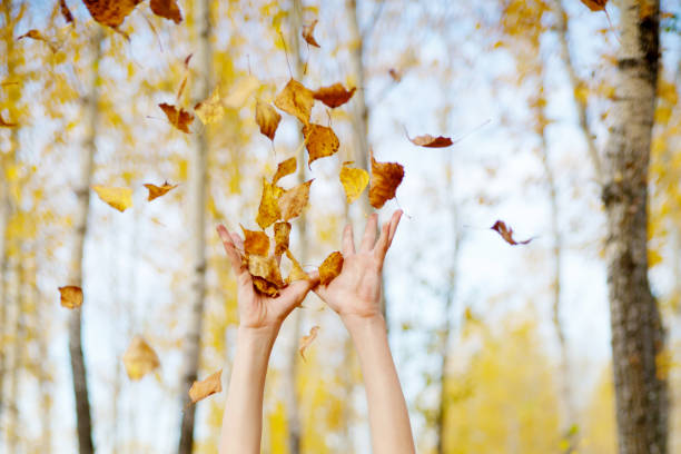 istock hands throw up yellow leaves, against background of trees 1427218063