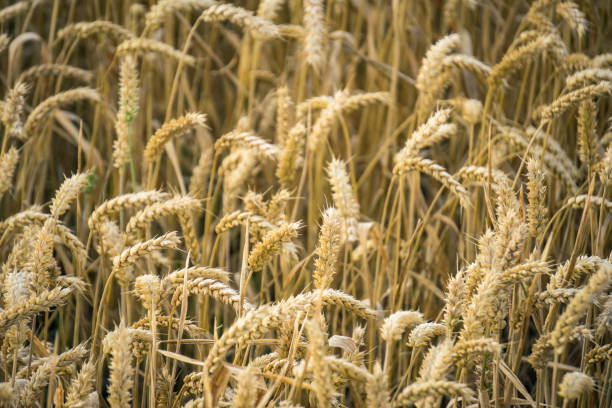 istock Close up of wheat fields 1427218850