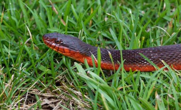 istock Profile of a red bellied water snake 1427218912
