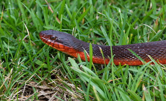 Profile photo of a red bellied water snake on green grass