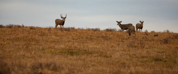 istock Mule deer herd on the ridge above 1427218950