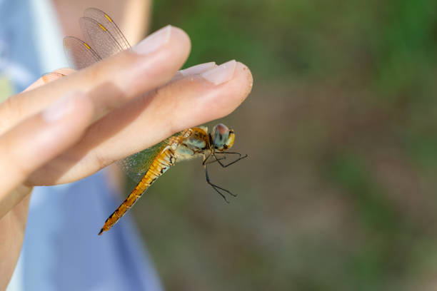 istock Red dragonfly pinched with fingers 1427220671