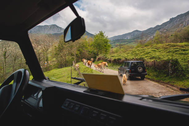 View from inside of a shepherd in an off-road car going down a mountain along a forest track with his herd of cows and his dogs. rural life and economy. cattle raising. Asturias, Spain