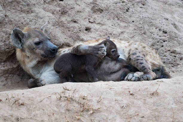 istock Hyena Daycare II 1427220953