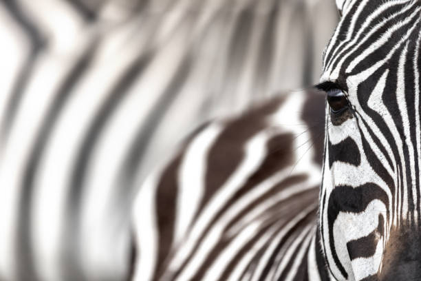 Plains zebra, equus quagga, closeup of partial face and eye, with blurred abstract background of other zebras behind. Masai Mara, Kenya. Space for text. stock photo