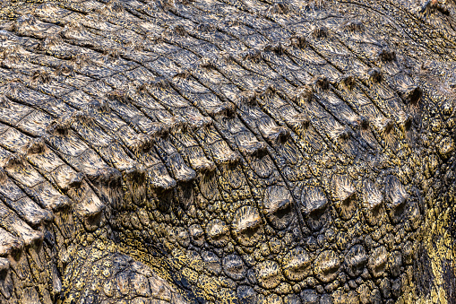 Closeup up of the skin of a nile crocodile, crocodylus niloticus, basking in the sun of the masai Mara, Kenya. This background texture shows all the interlocking armoured scales.