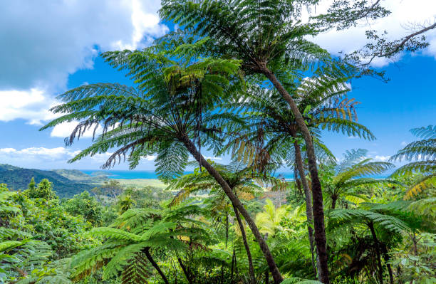 Large tree ferns populate the rainforest ridge looking down to the Coral Sea from the Alexandra Lookout in the Daintree Rainforest Queensland Australia