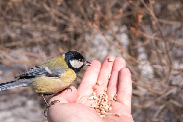 istock A tit sits on a man's hand and eats seeds. 1427223923