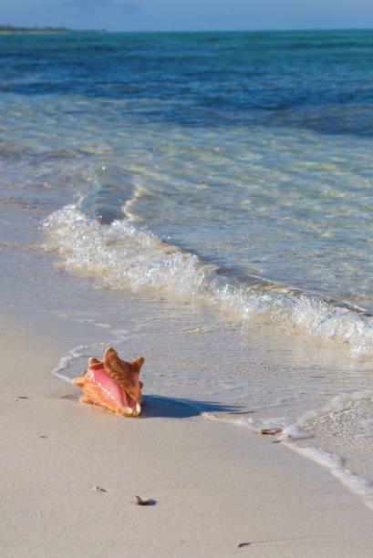 queen conch sur la plage - providenciales photos et images de collection
