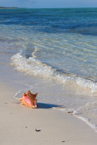 Queen Conch on the Beach Turks & Caicos Islands; November 30, 2008; Queen Conch on the beach, Providenciales, Turks & Caicos Islands providenciales stock pictures, royalty-free photos & images