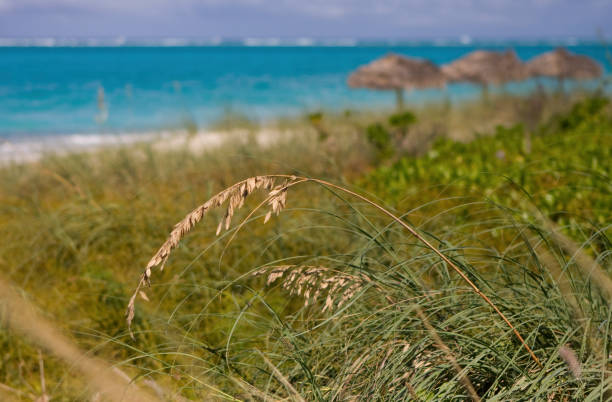 istock Beach Grass Along Grace Bay Beach 1427225163