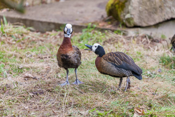 istock two duck in Jihlava ZOO, Czech Republic 1427225873