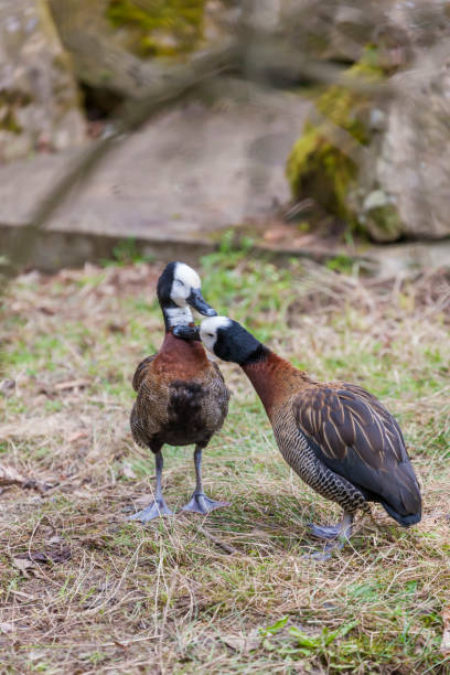 istock two duck in Jihlava ZOO, Czech Republic 1427226003