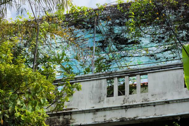 istock Old rooftop patio and plants 1427226220
