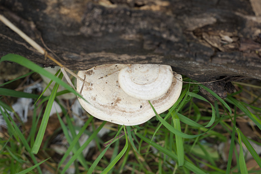Tropical fungus at tree