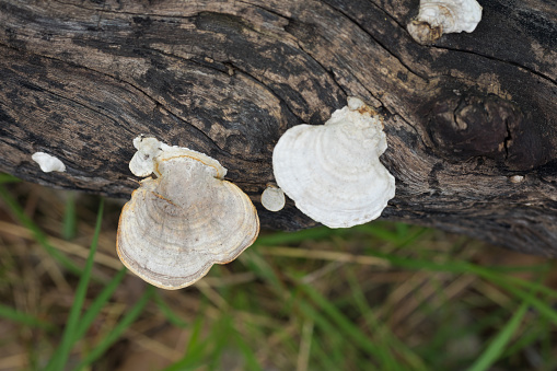 Small tropical fungi at dead tree