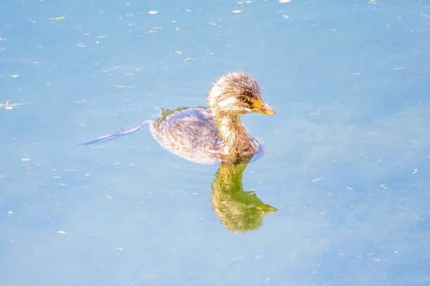 Pied-billed Grebe Swimming Nonbreeding adult/immature Pied-billed Grebe (Podilymbus podiceps) in Palm Desert, California palm desert pool stock pictures, royalty-free photos & images