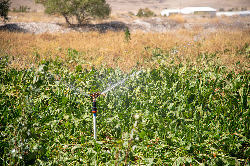 Automatic Sprinkler irrigation system watering in the vegetable farm. Selective focus and motion blur