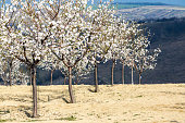 Almond tree orchard in Hustopece, South Moravia, Czech Republic