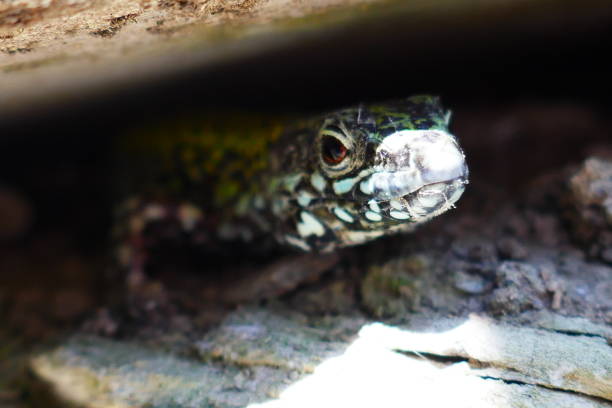 A green lizard in some rocks