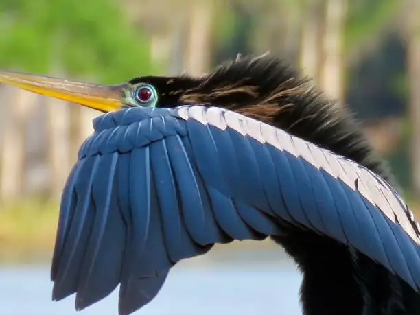 Anhinga bird with blue feathers in Florida was getting ready to fly and you can see his eye before he took off with his wing extended.