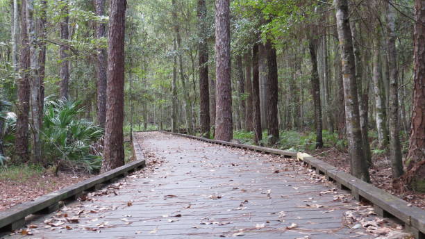 istock Serene path in Florida that can soothe your anxiety just looking at the trees and walkway with autumn leaves. 1427237370