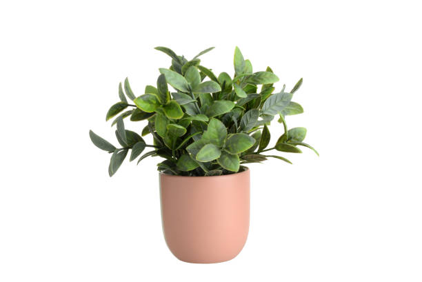 istock close up isolated artificial tropical plant 1427237617