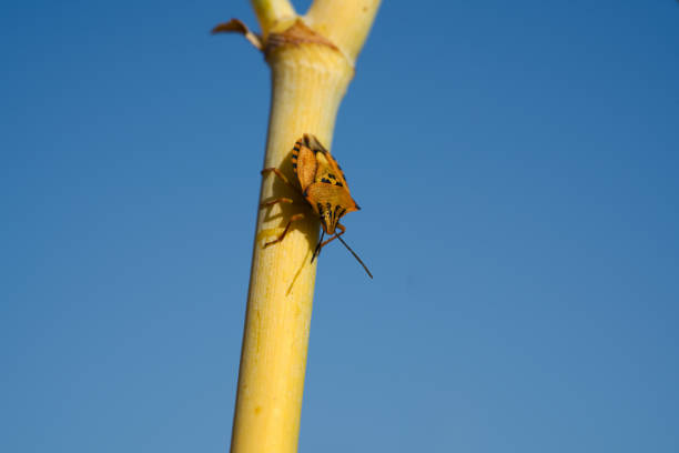 The red Mediterranean insect closes in a branch