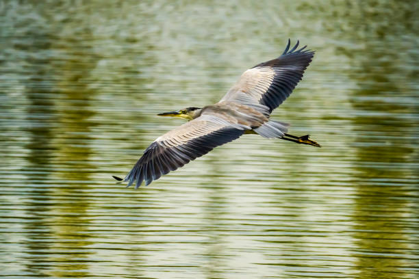 istock Heron flying with spread wings over lake 1427240756