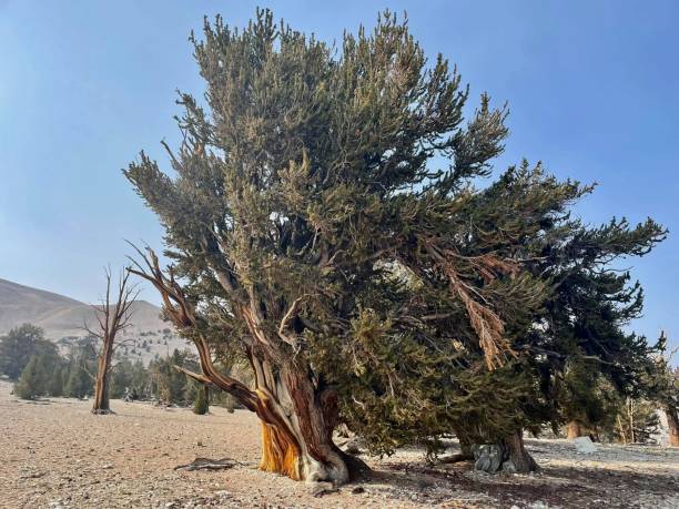 브리스틀콘 나무 - bristlecone pine forest preserve 뉴스 사진 이미지