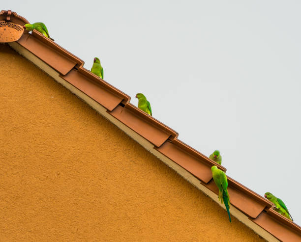 istock Six green parrots sitting on a roof 1427240860
