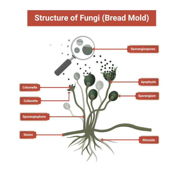 ilustraciones, imágenes clip art, dibujos animados e iconos de stock de estructura del moho rhizopus, molde de pan, hongo negro, ilustración. - edible mushroom mushroom fungus colony
