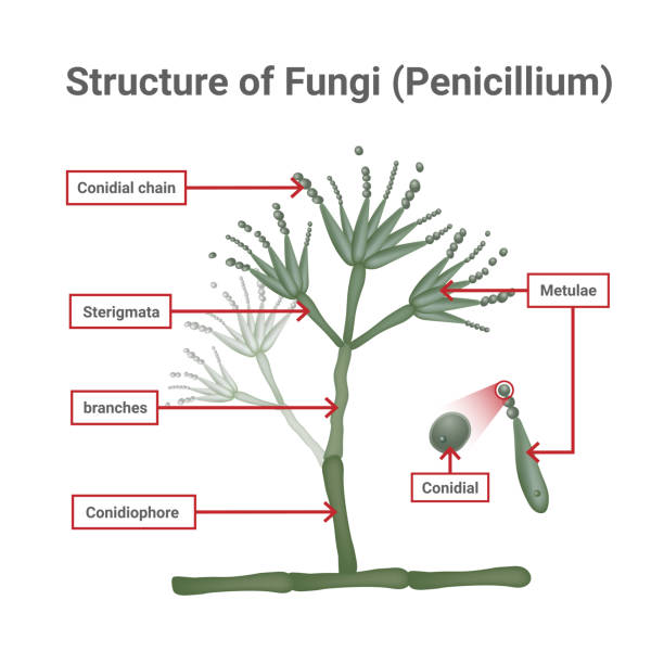 struktur von penicillium, opportunistische pilze, die mukormykose mit haut unter dem optischen mikroskop verursachen. - edible mushroom mushroom fungus colony stock-grafiken, -clipart, -cartoons und -symbole