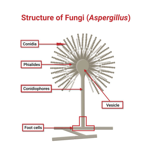 struktur und physiologie von aspergillus unter dem gesichtsmikroskop - edible mushroom mushroom fungus colony stock-grafiken, -clipart, -cartoons und -symbole