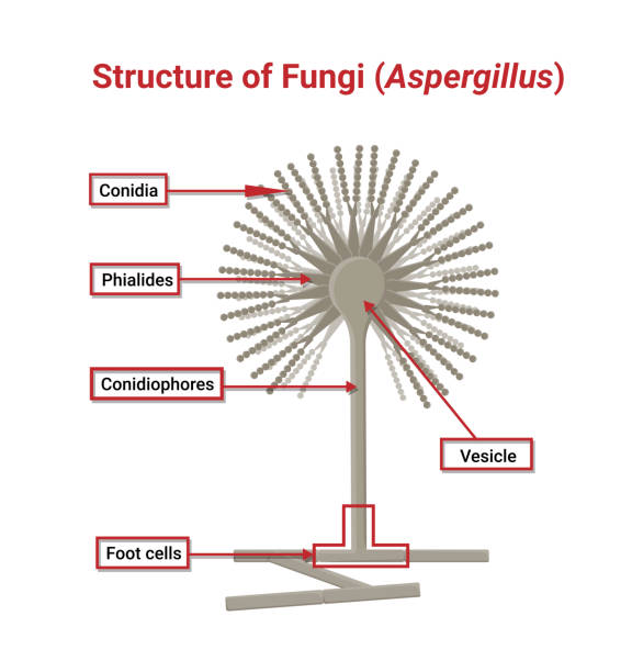 ilustrações de stock, clip art, desenhos animados e ícones de structure and physiology of aspergillus under the optical microscope - edible mushroom mushroom fungus colony