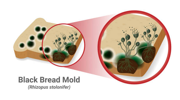 ilustrações de stock, clip art, desenhos animados e ícones de close-up illustration of bread mold, black fungus occur on bread plates. rhizopus stolonifer (mold) - edible mushroom mushroom fungus colony