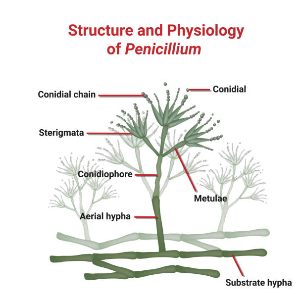 illustrazioni stock, clip art, cartoni animati e icone di tendenza di struttura del penicillium, funghi opportunistici che causano mucormicosi che coinvolgono la pelle. - penicillium