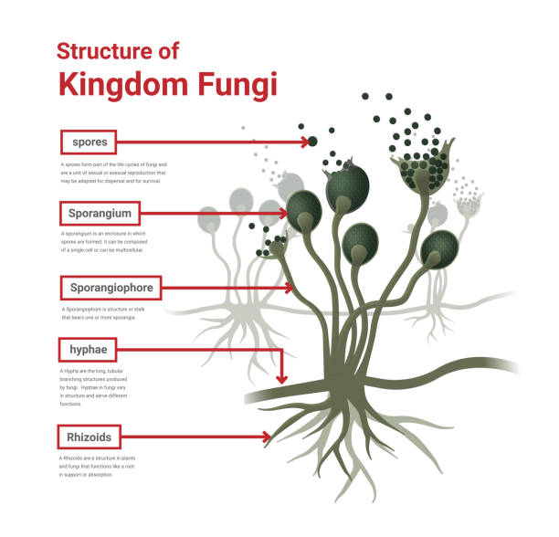 ilustrações de stock, clip art, desenhos animados e ícones de structure of rhizopus mold,  bread mold, black fungus, illustration. - edible mushroom mushroom fungus colony