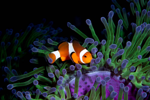 peixe palhaço com anêmona colorida - nature macro reef animal - fotografias e filmes do acervo