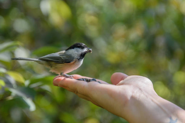 istock Chickadee eating from a lady's hand 1427248759