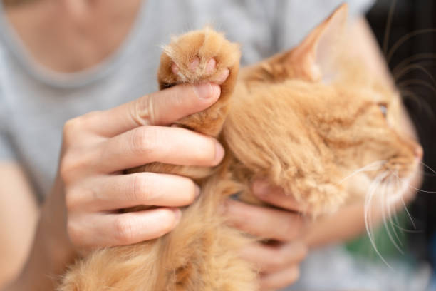 istock Close up of cat's paws. 1427249142