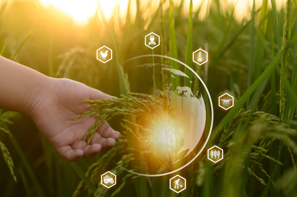 istock Smart Farm, Agricultural Technology and Organic Agriculture 1427249961