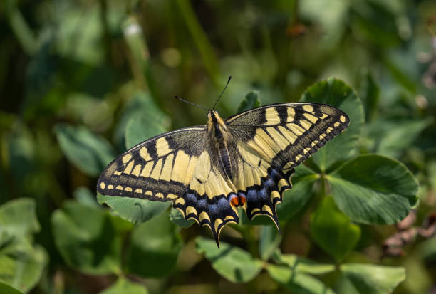 istock Papilio machaon, swallowtail butterfly 1427250066