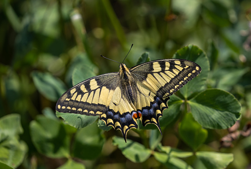 Papilio machaon, old world swallowtail resting in a red clover field. Mo