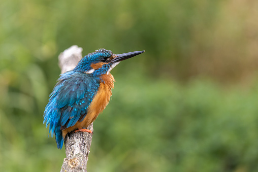 Beautiful male common kingfisher (Alcedo atthis) perching on a stick.
