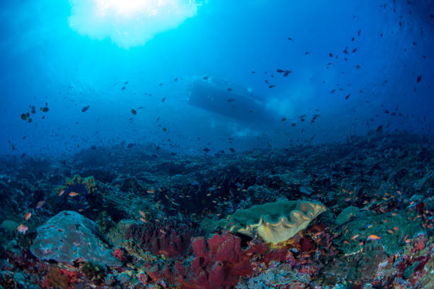 istock Beauty reef life 1427250420
