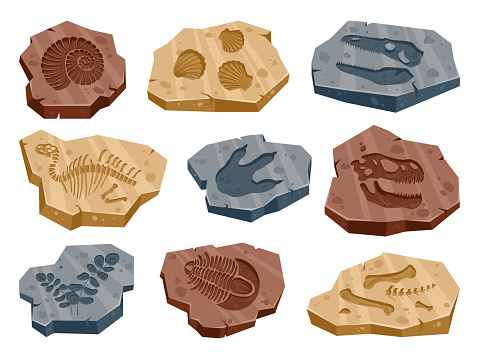 Cartoon archeology fossil, jurassic dino, ancient flora and fauna fossils. Paleontology reptile footprints, seashell, plants and bones flat vector illustration set. Archeology excavation artifacts